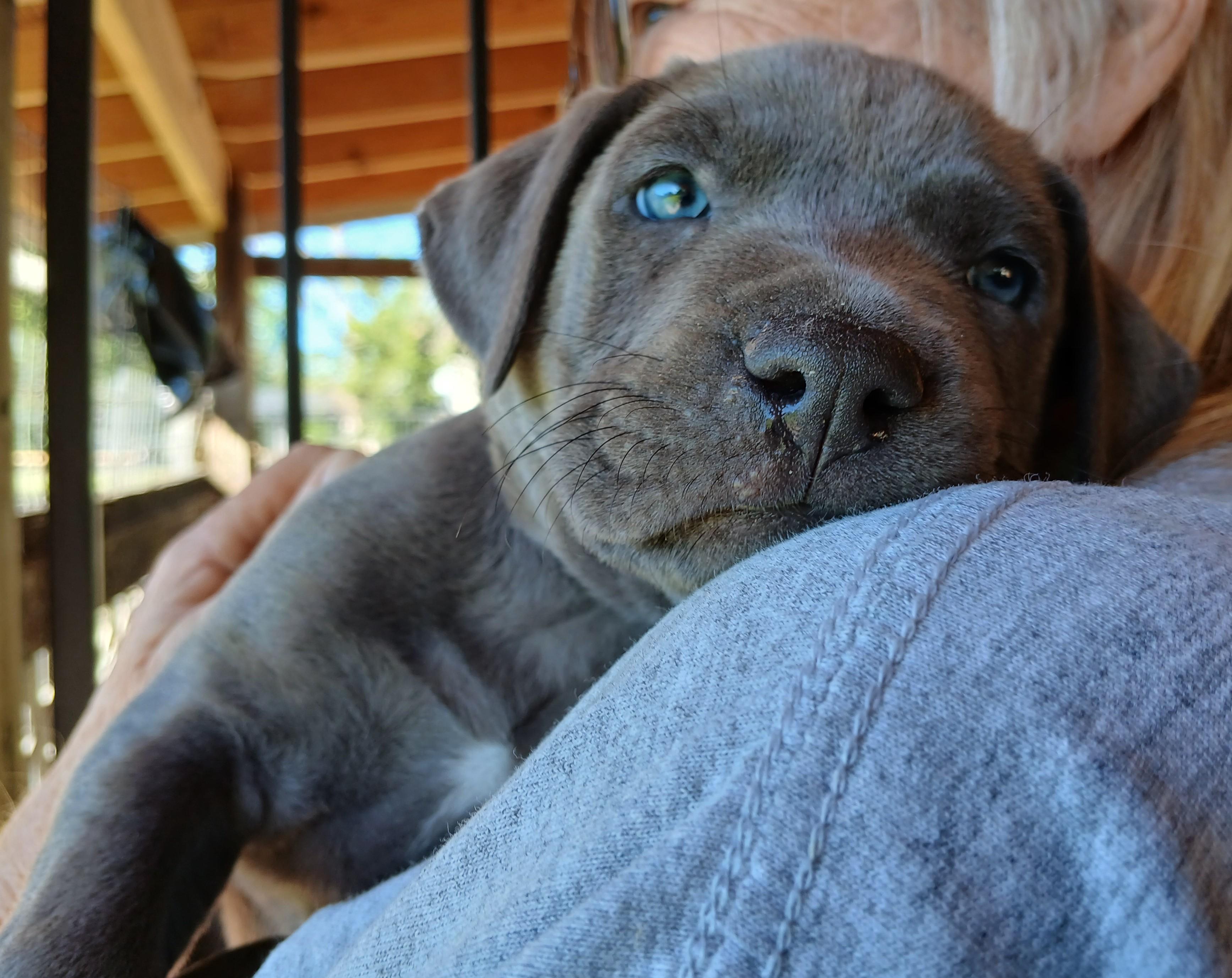 The Thanksgiving Litter - Acorn Cider Hunter Smokey Pilgrim Cinnamon Cider 4