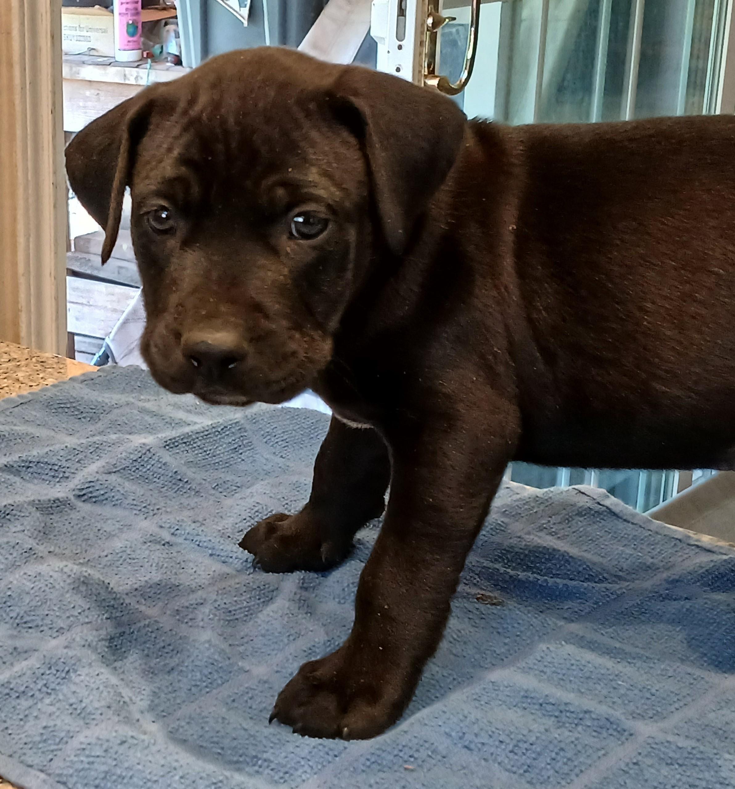 The Thanksgiving Litter - Acorn Cider Hunter Smokey Pilgrim Cinnamon Cider 5