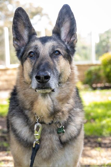 Enlarge Gunnar, a Adoptable German Shepherd Dog in San Diego, CA image 1/3
