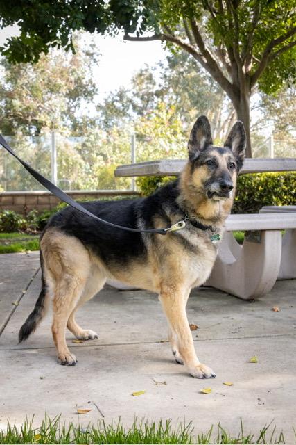 Enlarge Gunnar, a Adoptable German Shepherd Dog in San Diego, CA image 2/3