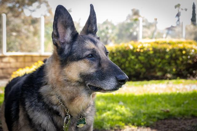 Enlarge Gunnar, a Adoptable German Shepherd Dog in San Diego, CA image 3/3