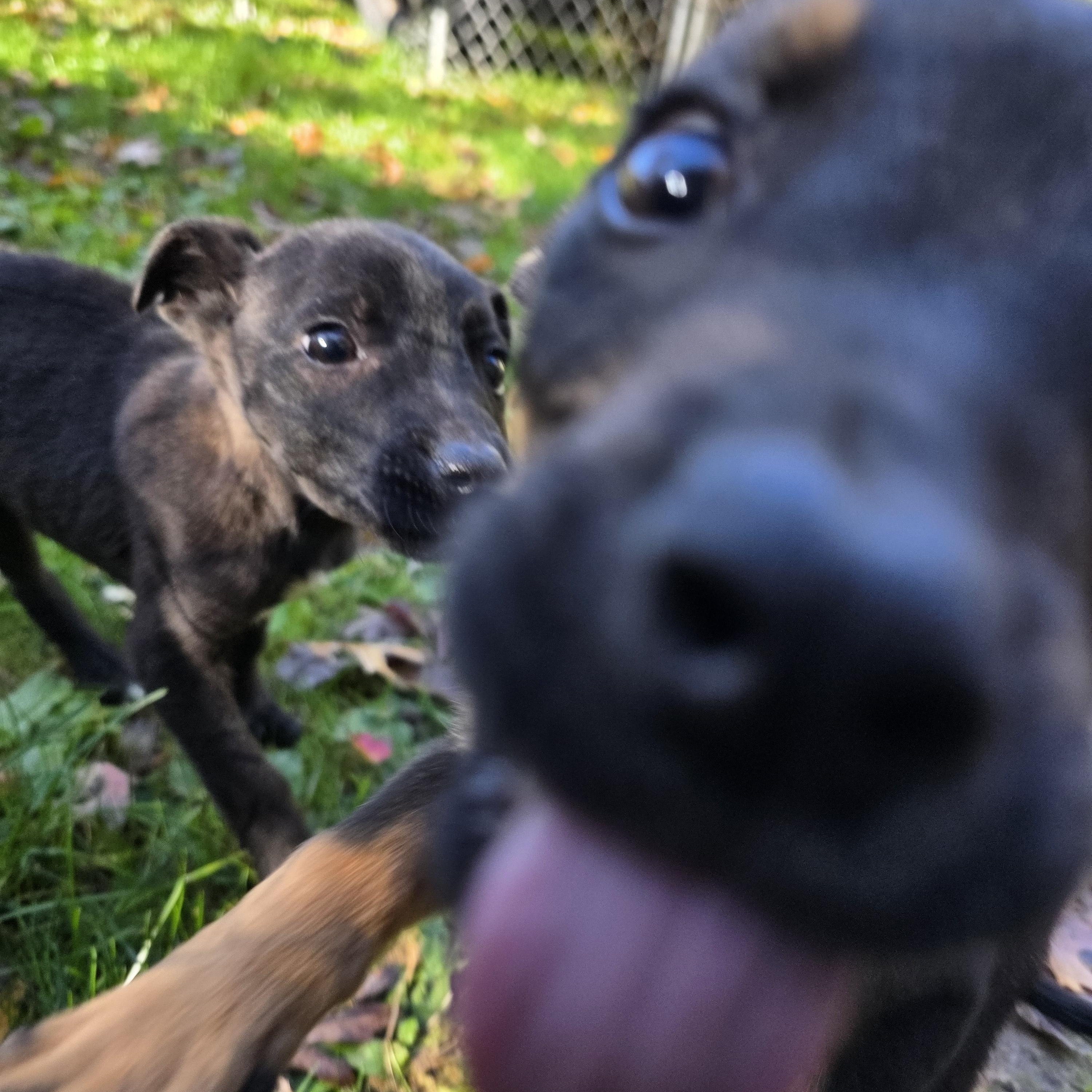 Luna, a Adopted mixed breed in Battle Creek, MI image 2/3