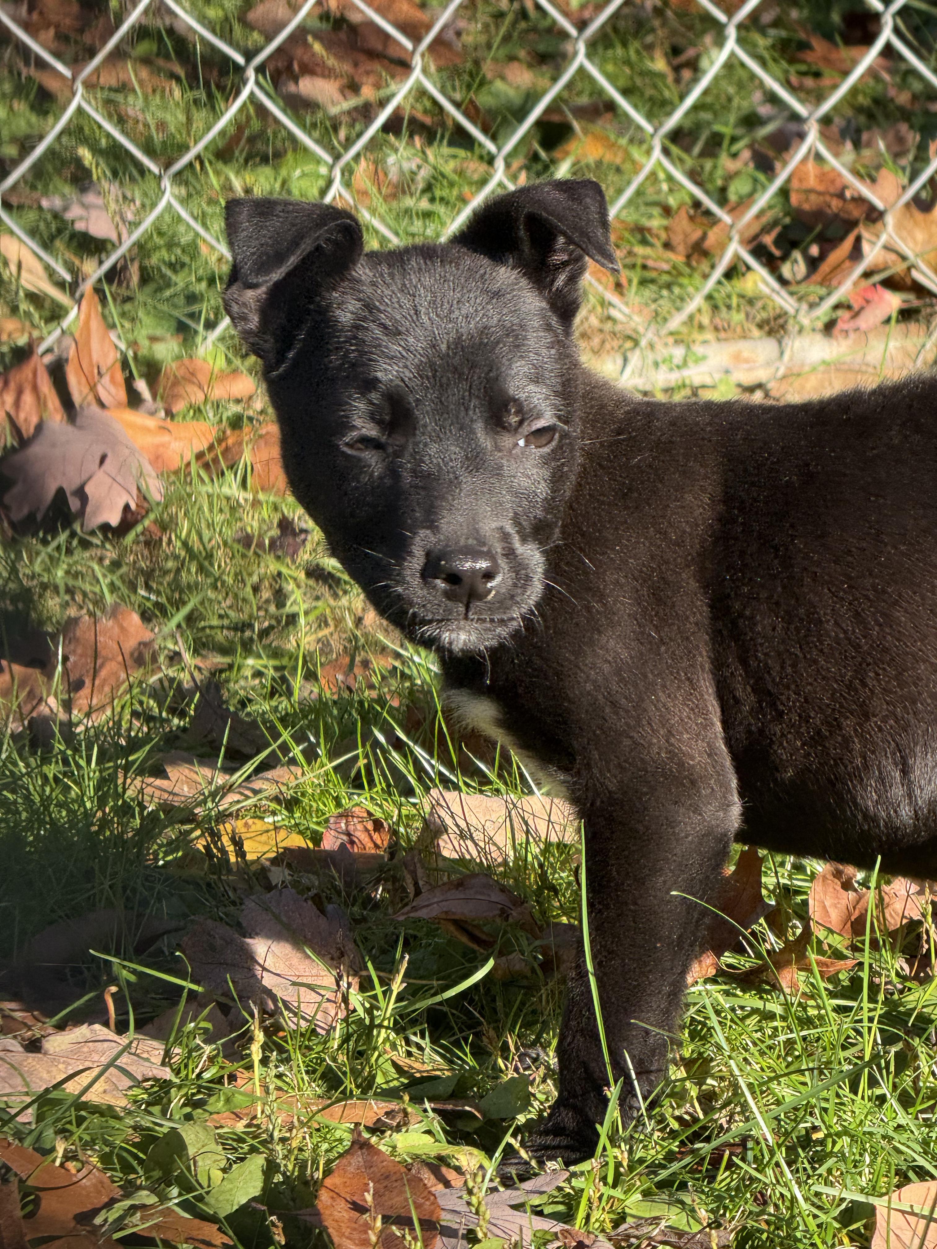 Luna, a Adopted mixed breed in Battle Creek, MI image 1/3