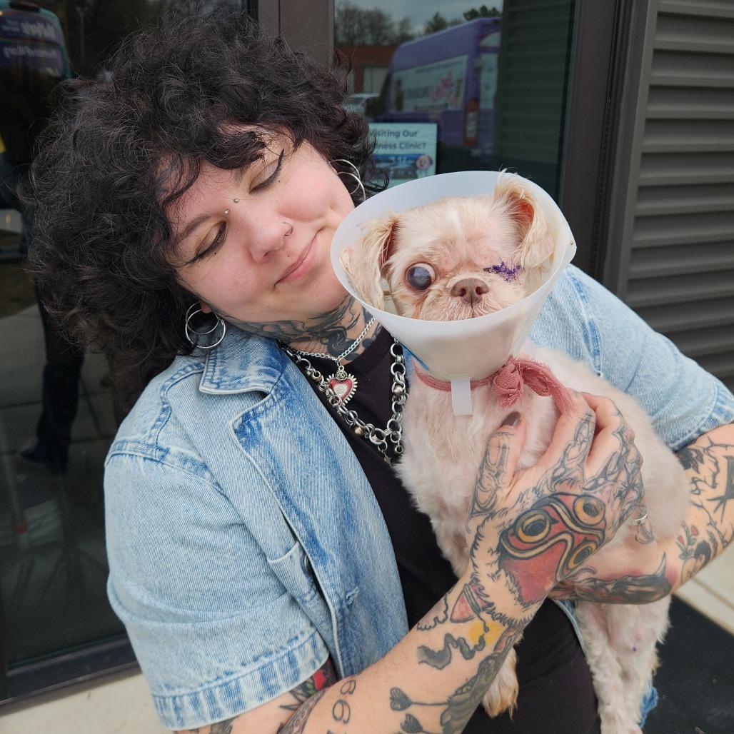 Sissy (Bonded w/Linus), Adoptable, Senior Female Shih Tzu.