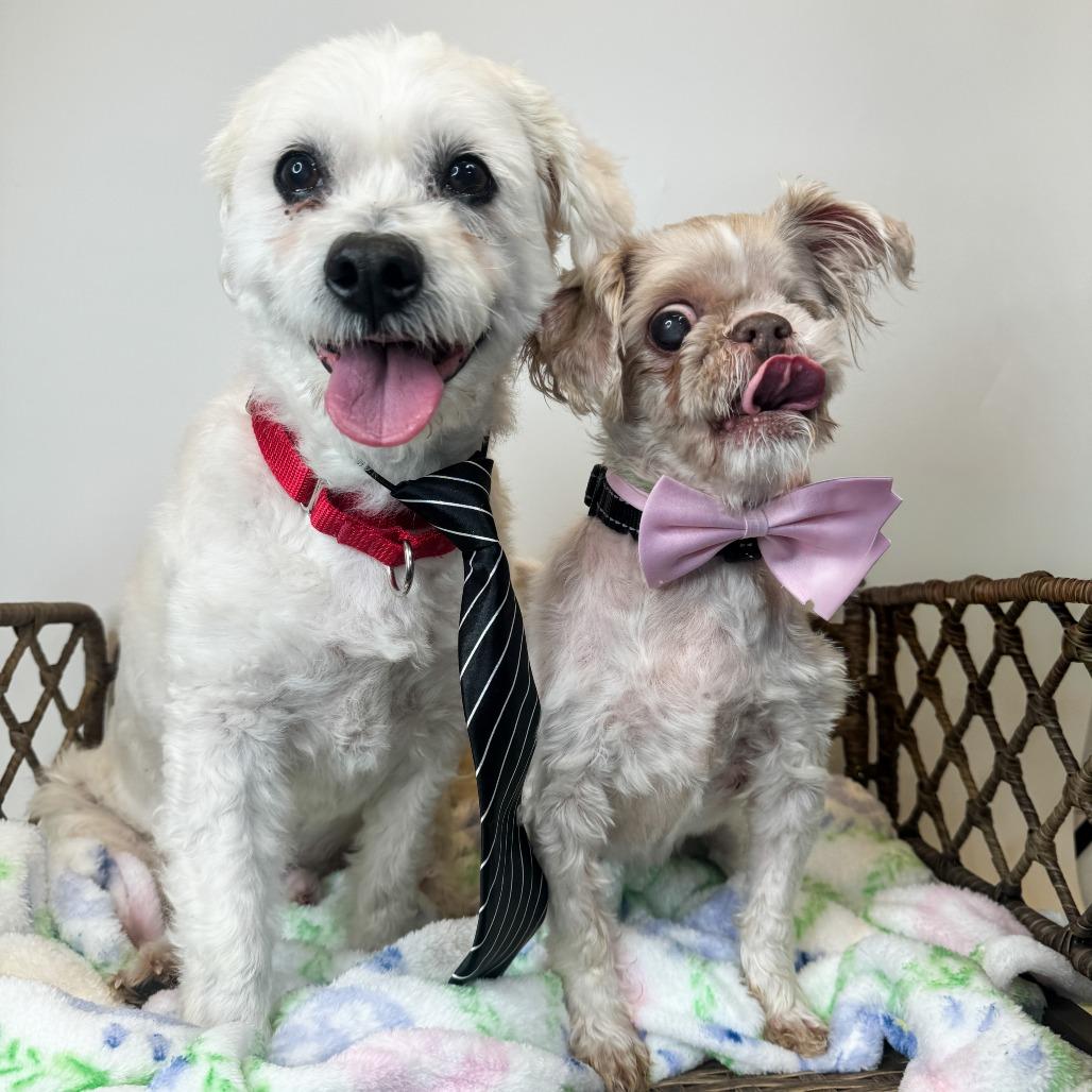 Enlarge Sissy (Bonded w/Linus), a Adoptable Shih Tzu in Fort Wayne, IN image 2/6