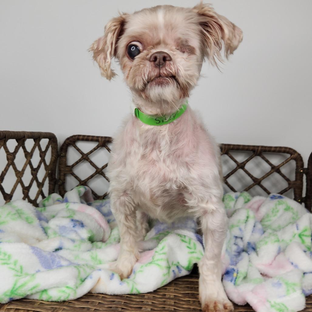 Enlarge Sissy (Bonded w/Linus), a Adoptable Shih Tzu in Fort Wayne, IN image 3/6