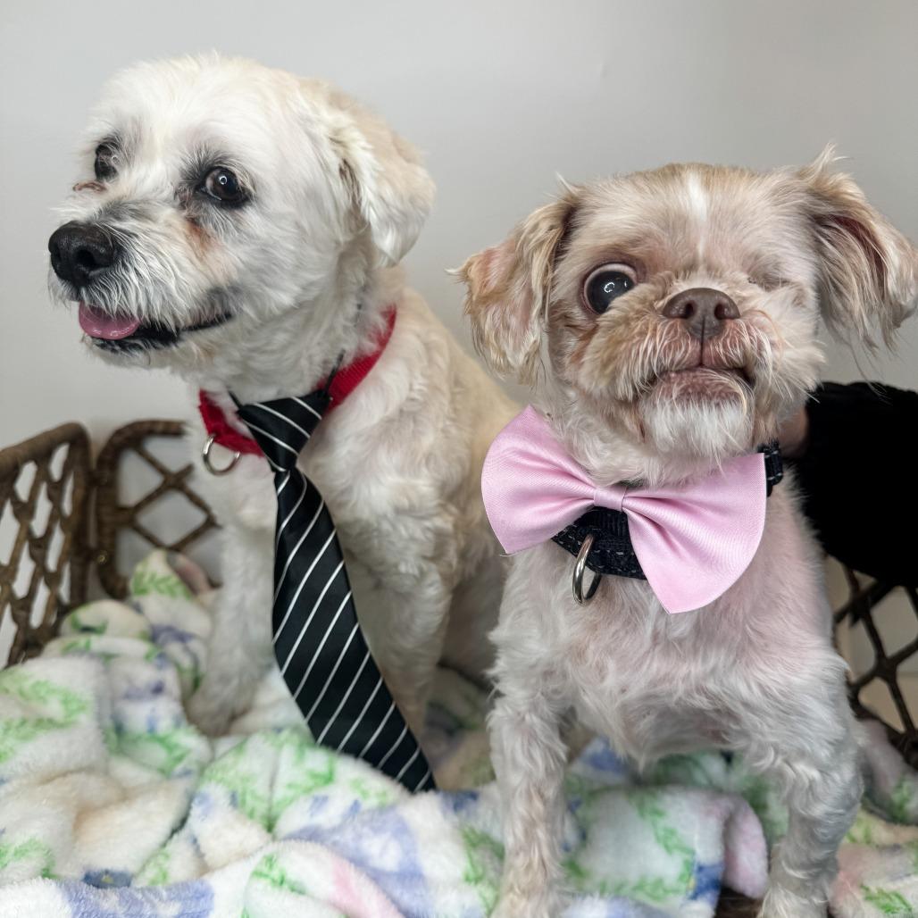 Enlarge Sissy (Bonded w/Linus), a Adoptable Shih Tzu in Fort Wayne, IN image 4/6