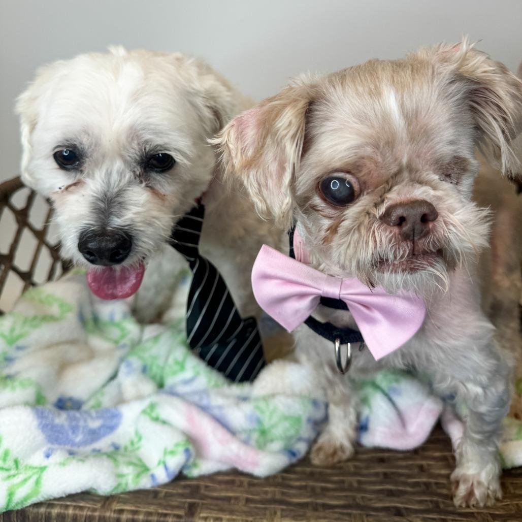 Enlarge Sissy (Bonded w/Linus), a Adoptable Shih Tzu in Fort Wayne, IN image 5/6