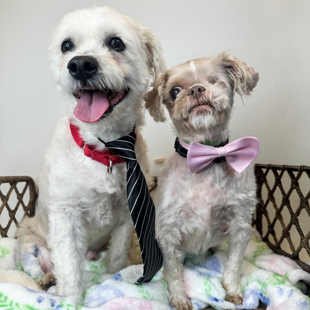 Enlarge Sissy (Bonded w/Linus), a Adoptable Shih Tzu in Fort Wayne, IN image 6/6