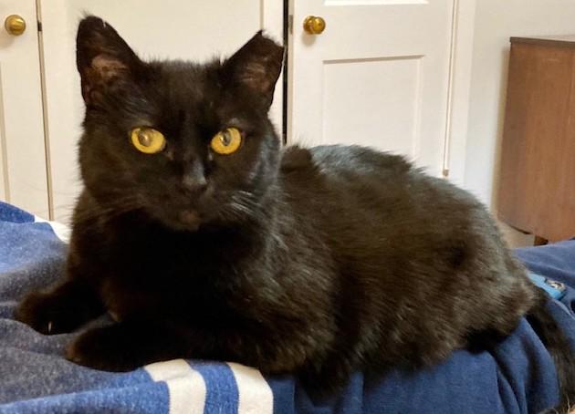 Enlarge Dottie, a ADOPTABLE mixed breed in Raleigh, NC image 3/3