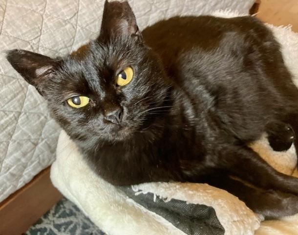 Enlarge Dottie, a ADOPTABLE mixed breed in Raleigh, NC image 2/3