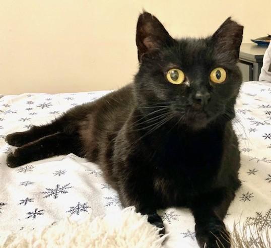 Dottie, ADOPTABLE, Adult Female Domestic Short Hair.