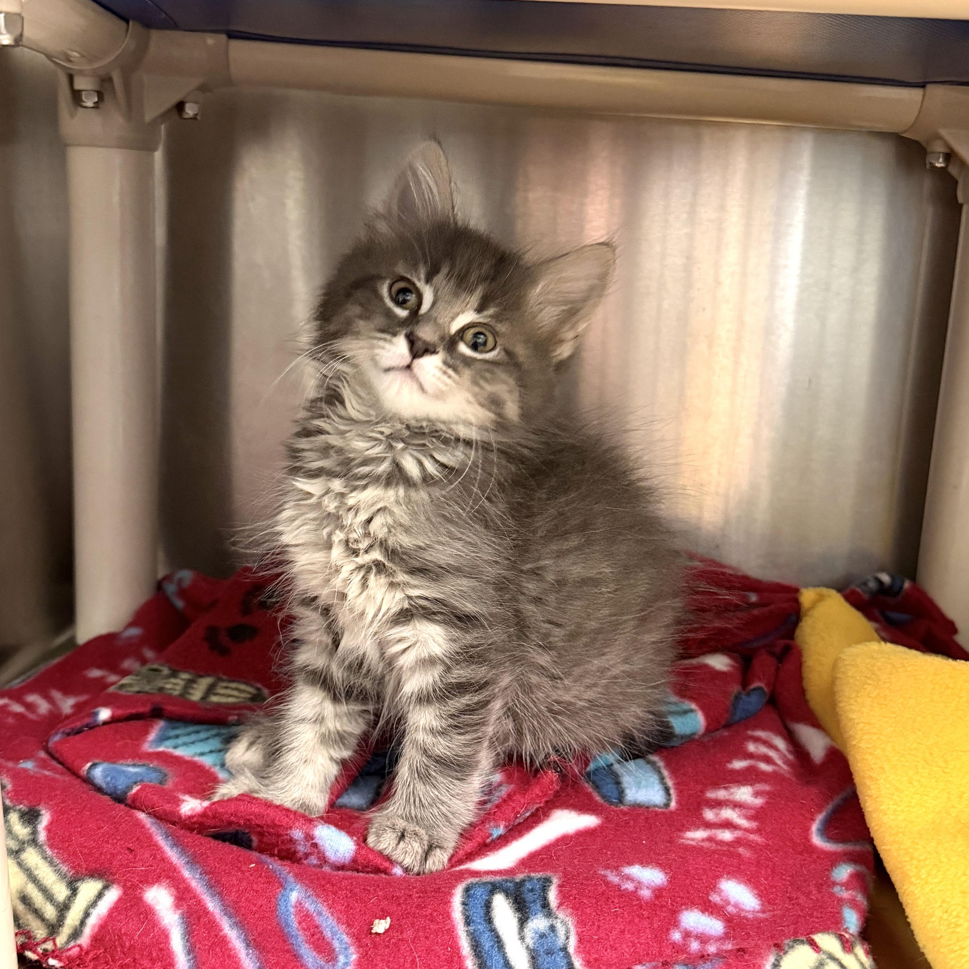 Enlarge Carlie, an adopted Domestic Long Hair in Wantagh, NY image 1/1
