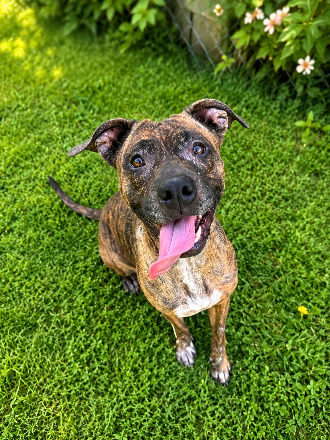 Penny, ADOPTABLE, Adult Female Mixed Breed.