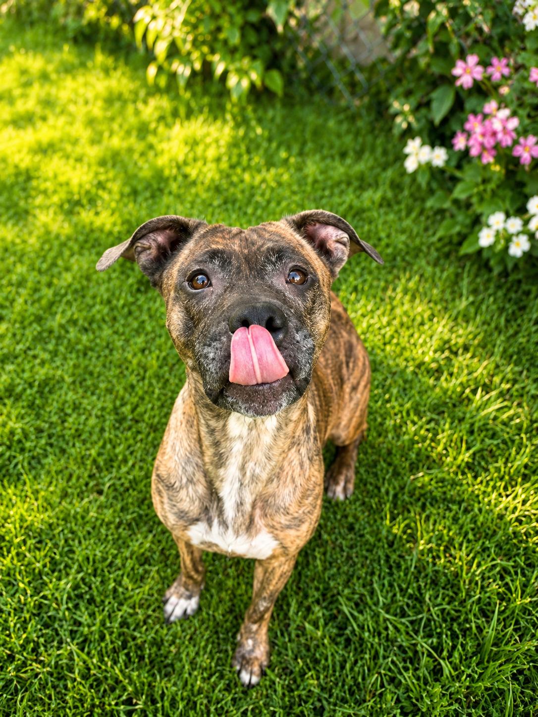 Enlarge Penny, a ADOPTABLE mixed breed in Norwich, NY image 2/2