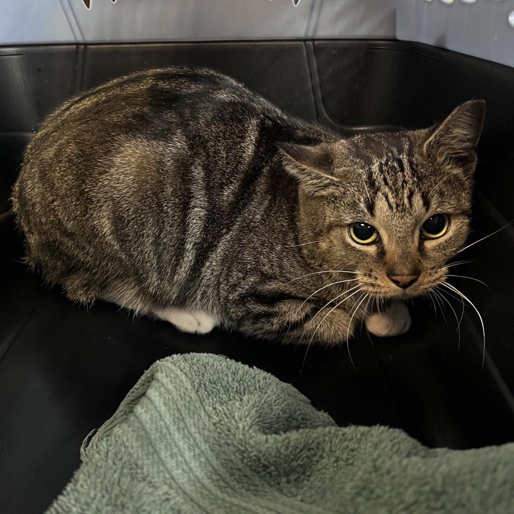 Enlarge Socks, a Adoptable Domestic Short Hair in Sarasota, FL image 1/2