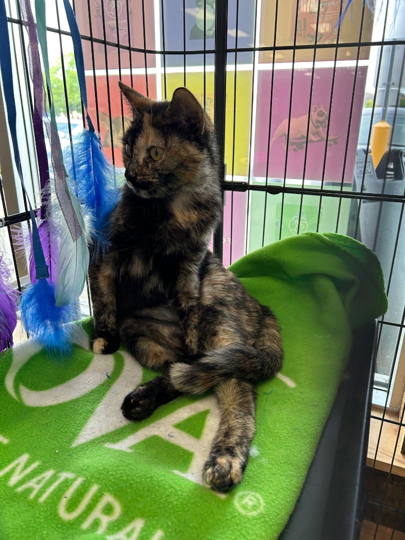 Luna, Adopted, Young Female Tortoiseshell & Domestic Short Hair.