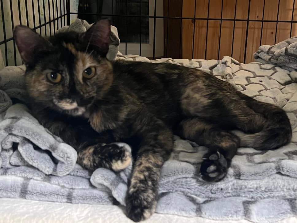 Enlarge Luna, a Adopted mixed breed in Shakopee , MN image 2/12