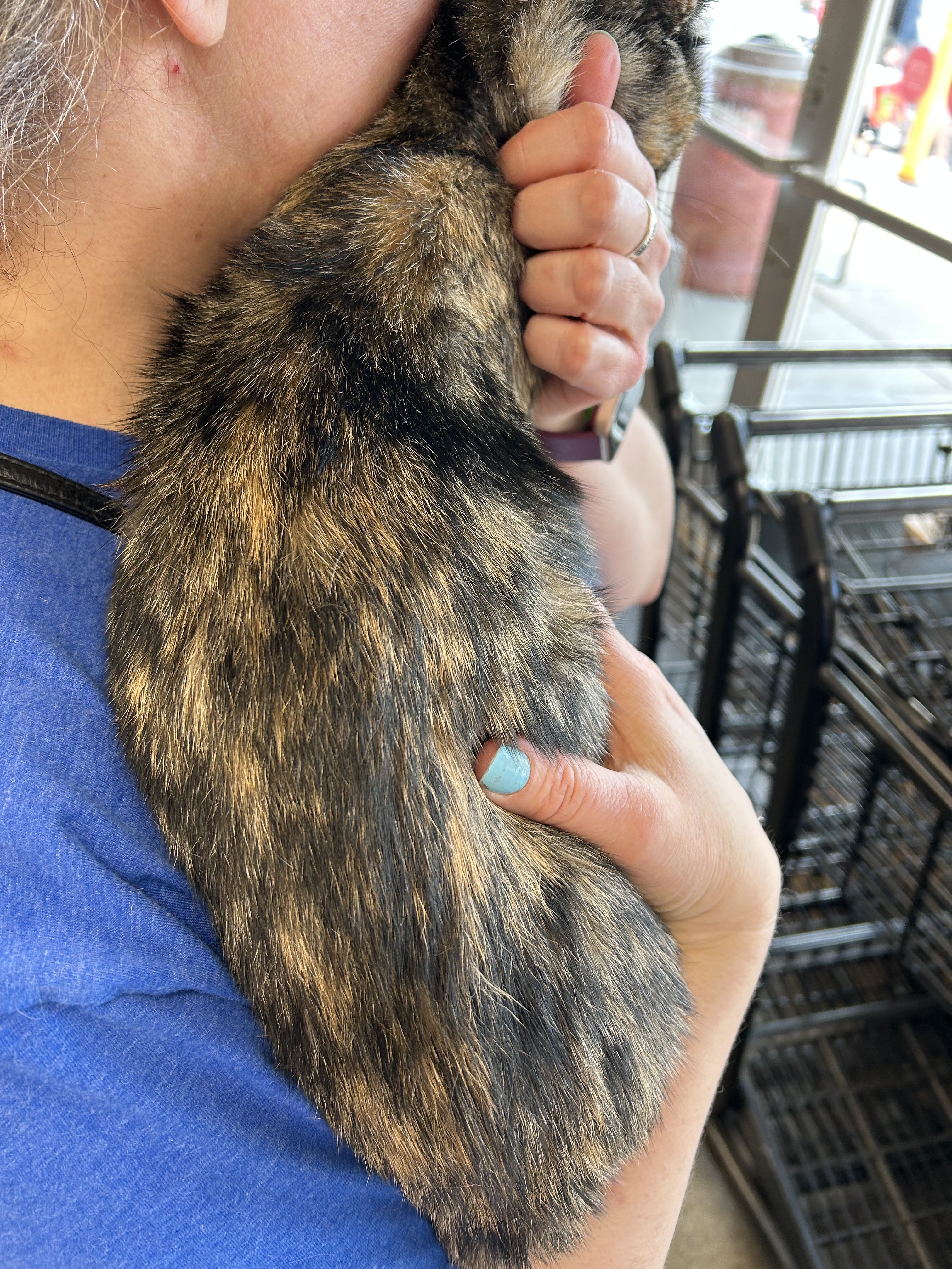 Enlarge Luna, a Adopted mixed breed in Shakopee , MN image 3/12