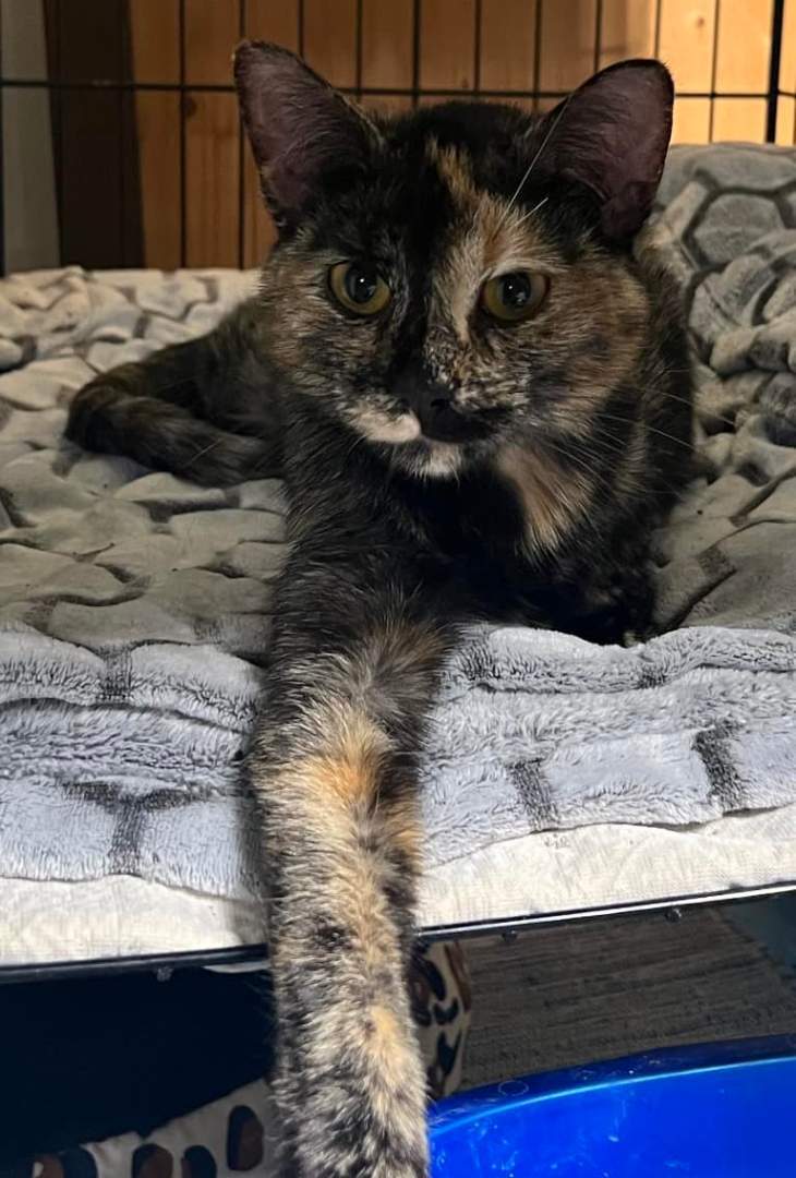 Enlarge Luna, a Adopted mixed breed in Shakopee , MN image 4/12