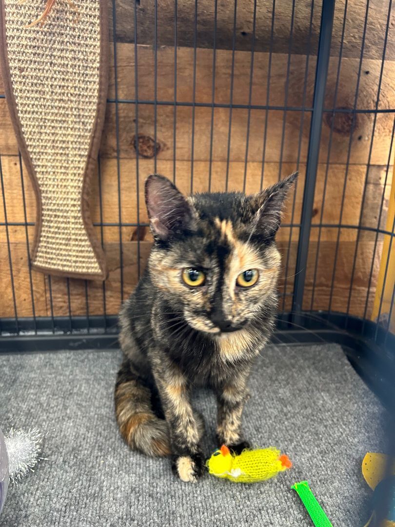 Enlarge Luna, a Adopted mixed breed in Shakopee , MN image 5/12