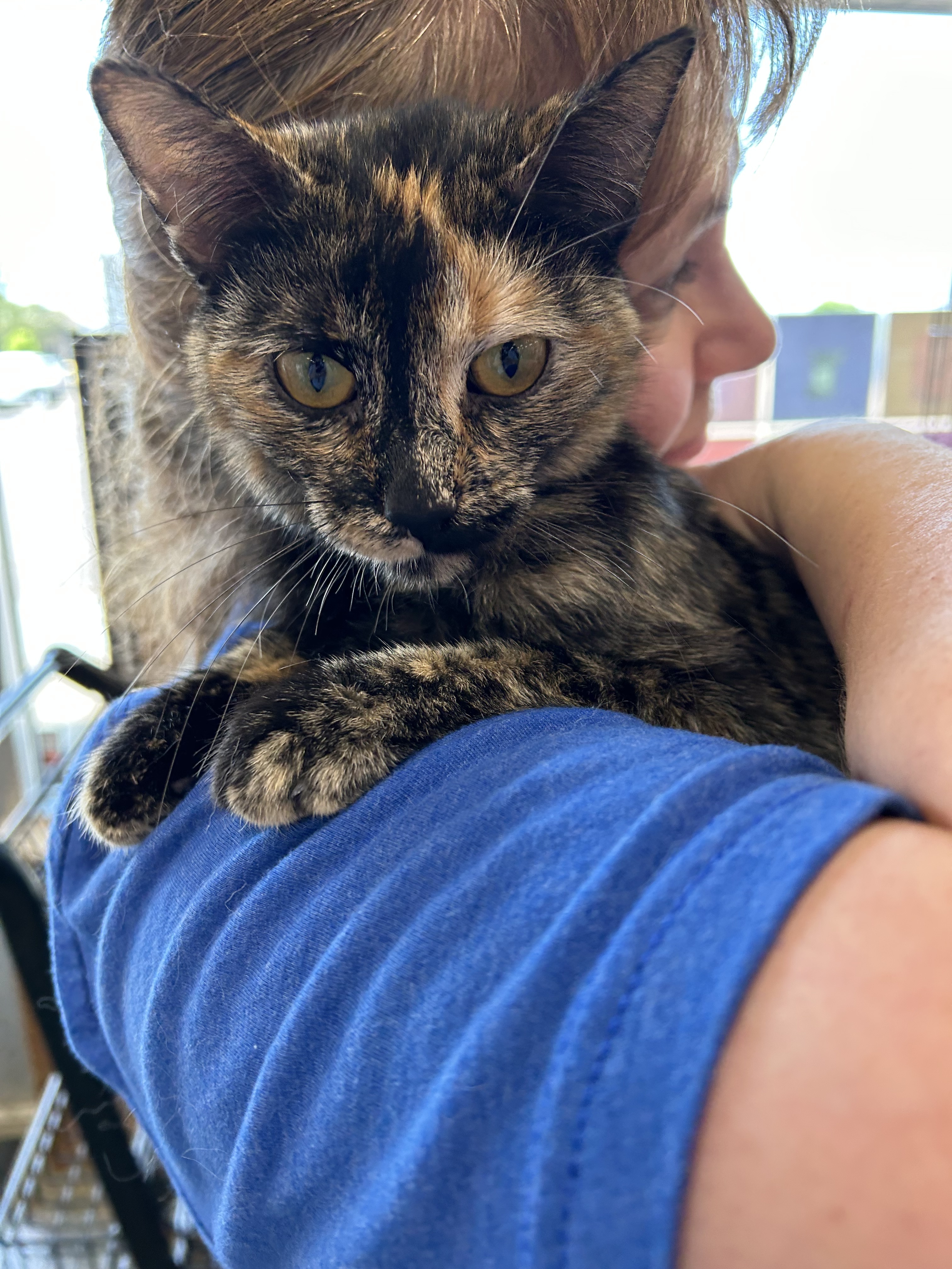 Enlarge Luna, a Adopted mixed breed in Shakopee , MN image 6/12