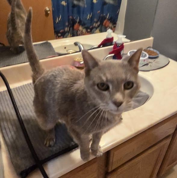 Enlarge Ethel, a Adoptable Domestic Short Hair in Merrillville, IN image 4/4