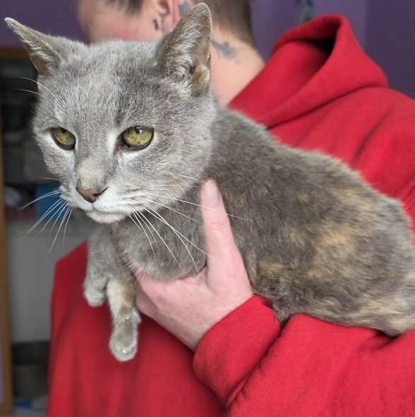 Enlarge Ethel, a Adoptable Domestic Short Hair in Merrillville, IN image 1/4