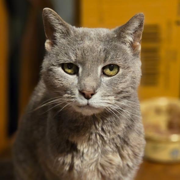 Ethel, Adoptable, Senior Female Domestic Short Hair.