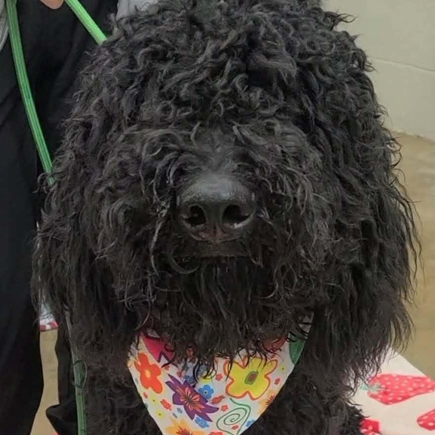 Ringo, ADOPTABLE, Young Male Poodle.
