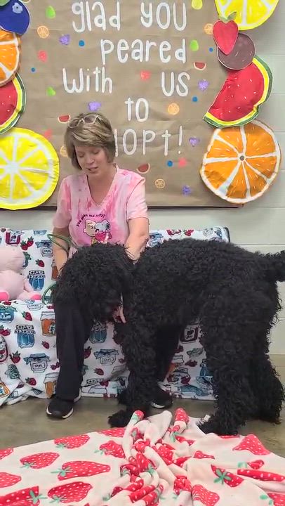 Enlarge Ringo, a ADOPTABLE mixed breed in Woolwich, ME video 2/4