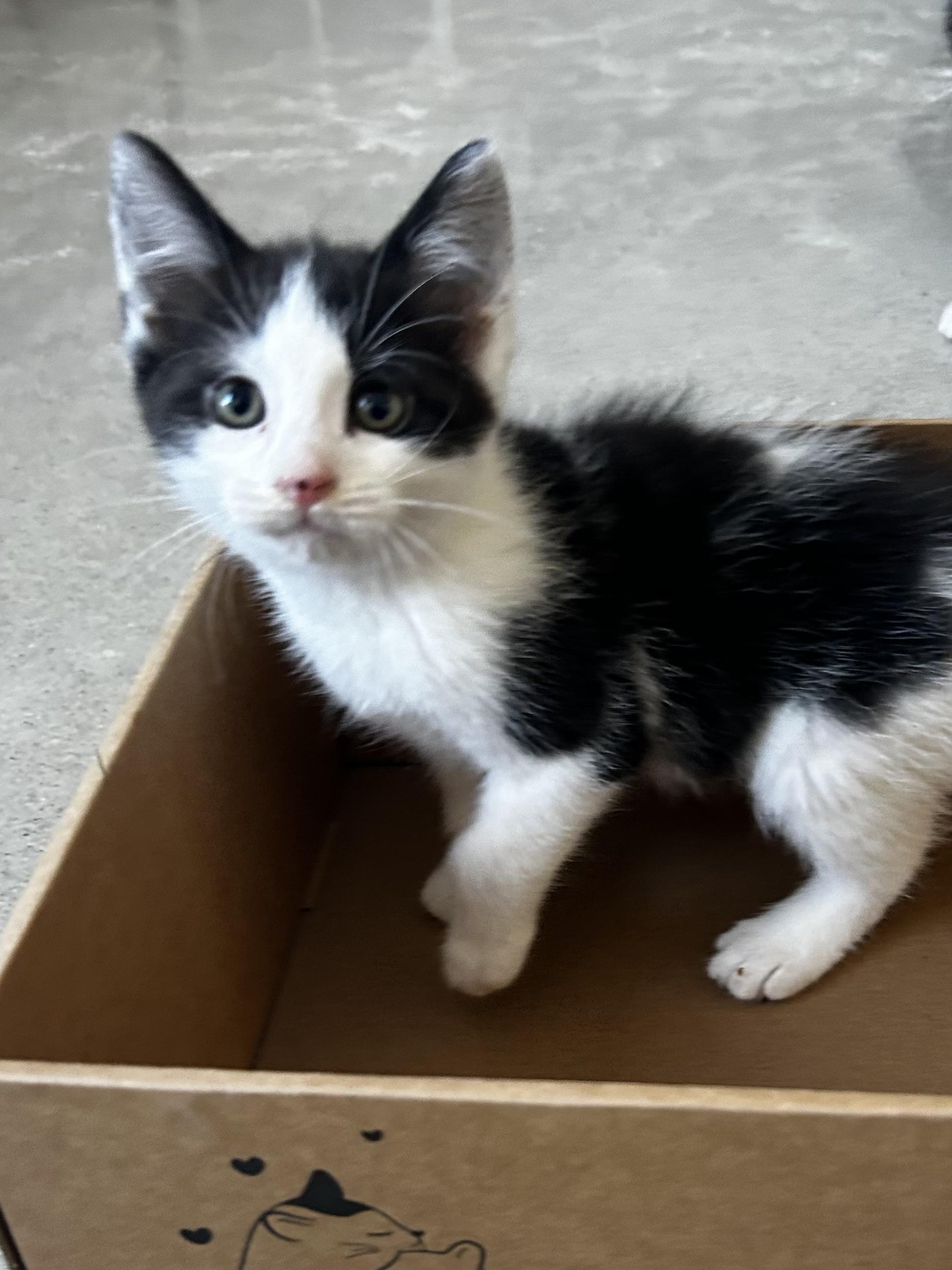Enlarge Storm, a Adoptable Tuxedo in Sandusky, MI image 2/3