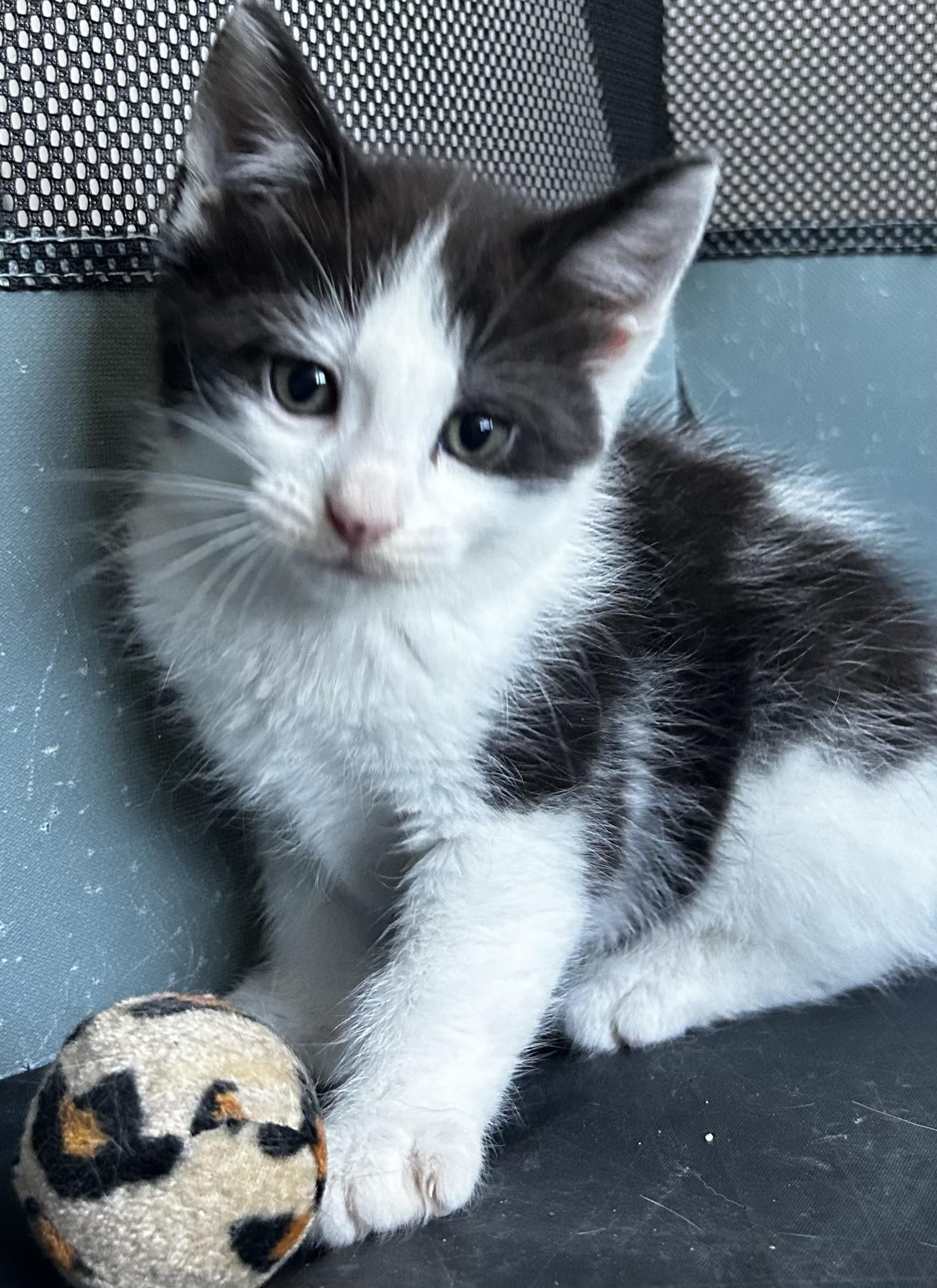 Storm, Adoptable, Kitten Male Tuxedo.