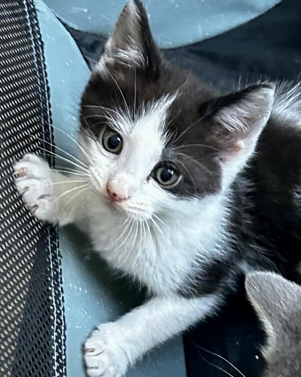 Enlarge Storm, a Adoptable Tuxedo in Sandusky, MI image 3/3