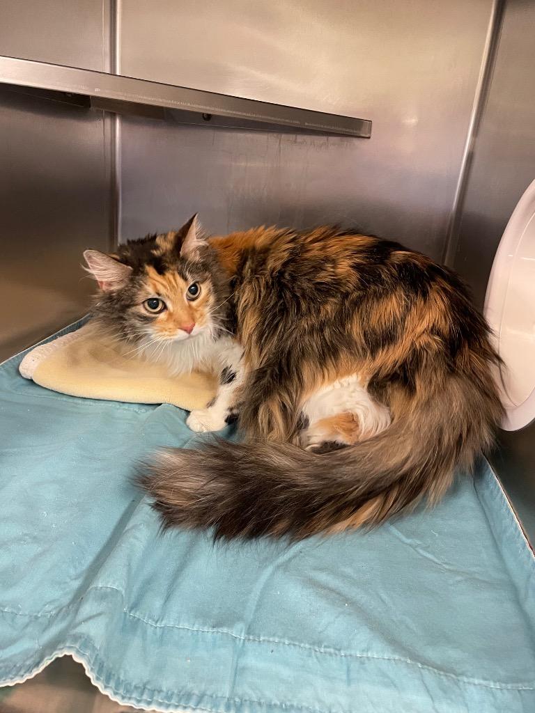 Enlarge Molly, a Adopted mixed breed in Mineral, VA image 1/1
