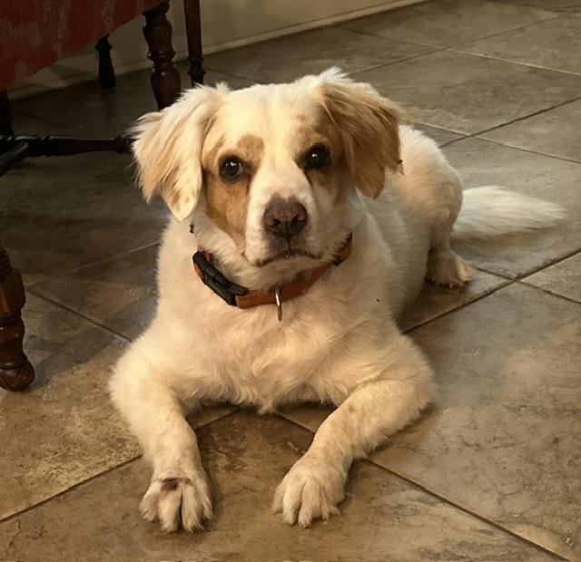 Enlarge Jasper Jack, a Adoptable mixed breed in Temple, TX image 1/3