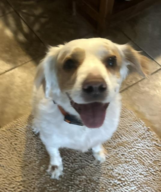 Enlarge Jasper Jack, a Adoptable mixed breed in Temple, TX image 2/3