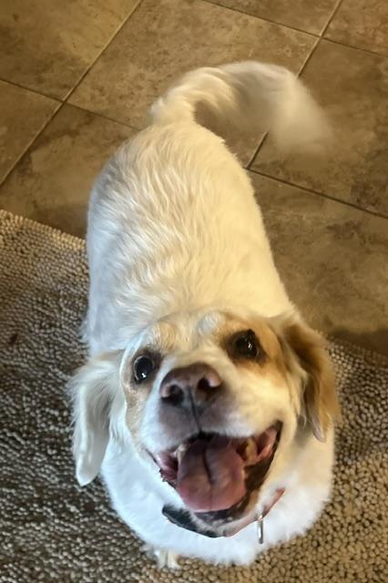 Enlarge Jasper Jack, a Adoptable mixed breed in Temple, TX image 3/3