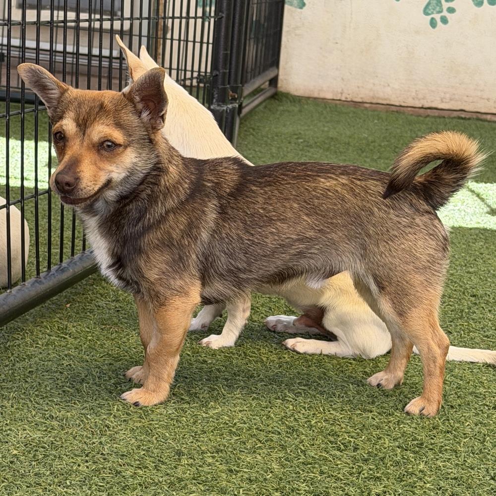 Tigger, Adoptable, Young Male Chihuahua.