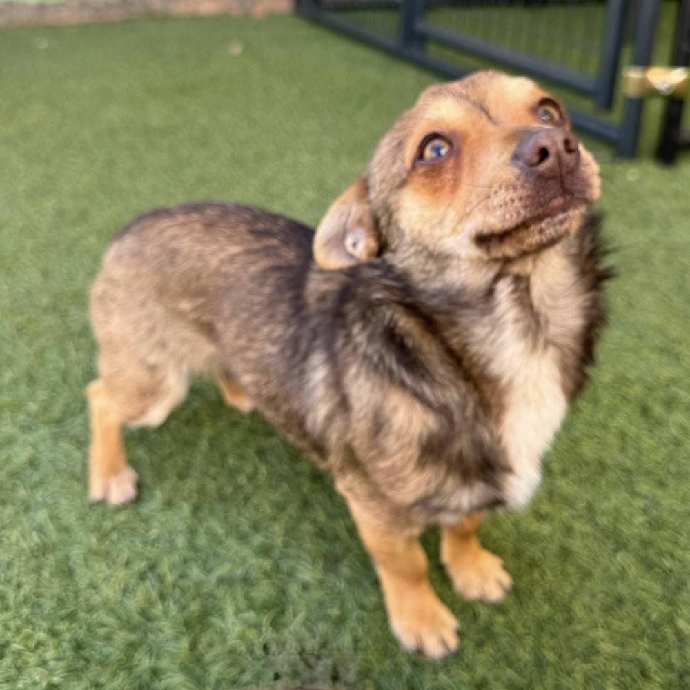 Enlarge Tigger, a Adoptable mixed breed in Hurricane, UT image 2/5