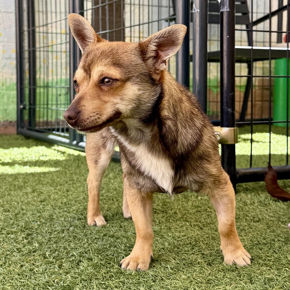 Enlarge Tigger, a Adoptable mixed breed in Hurricane, UT image 3/5