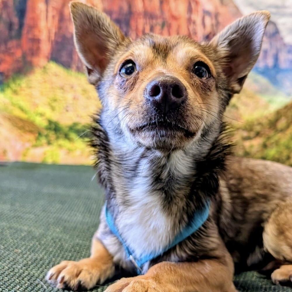 Tigger, a Adoptable mixed breed in Hurricane, UT image 1/6