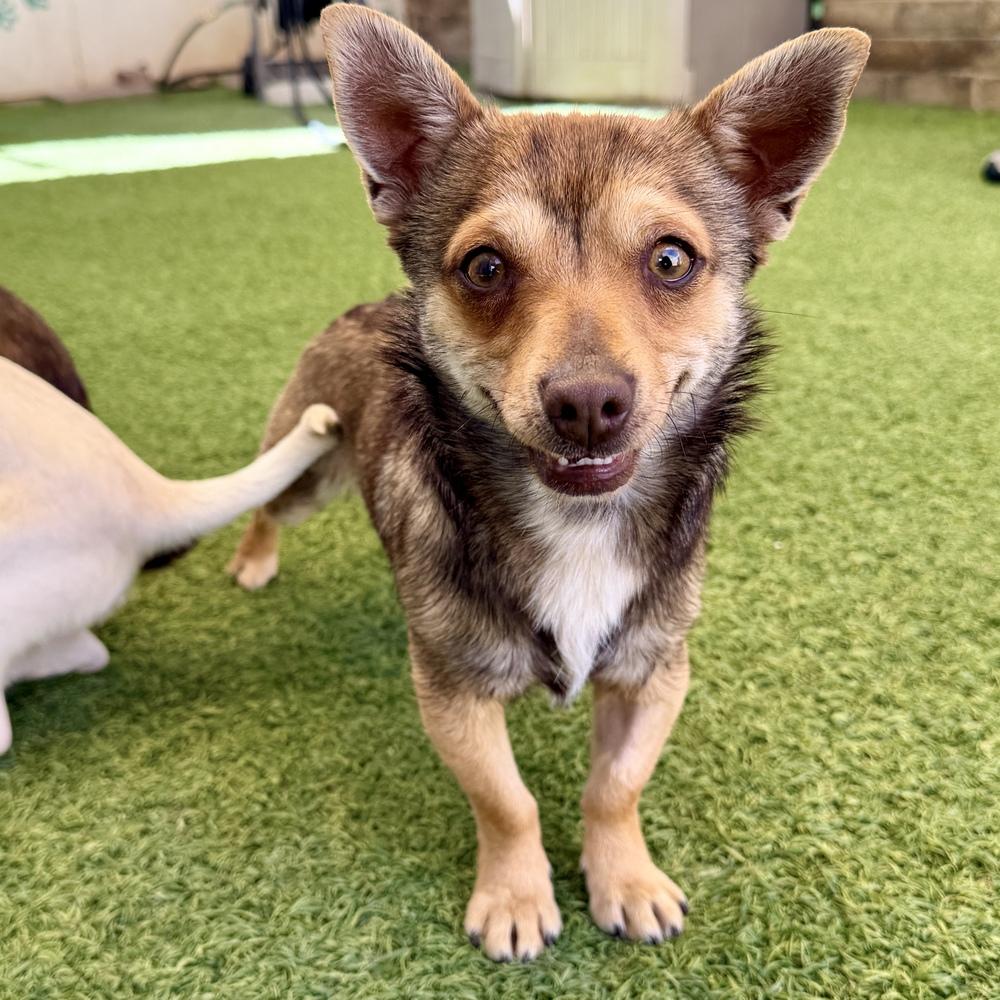 Enlarge Tigger, a Adoptable mixed breed in Hurricane, UT image 4/5