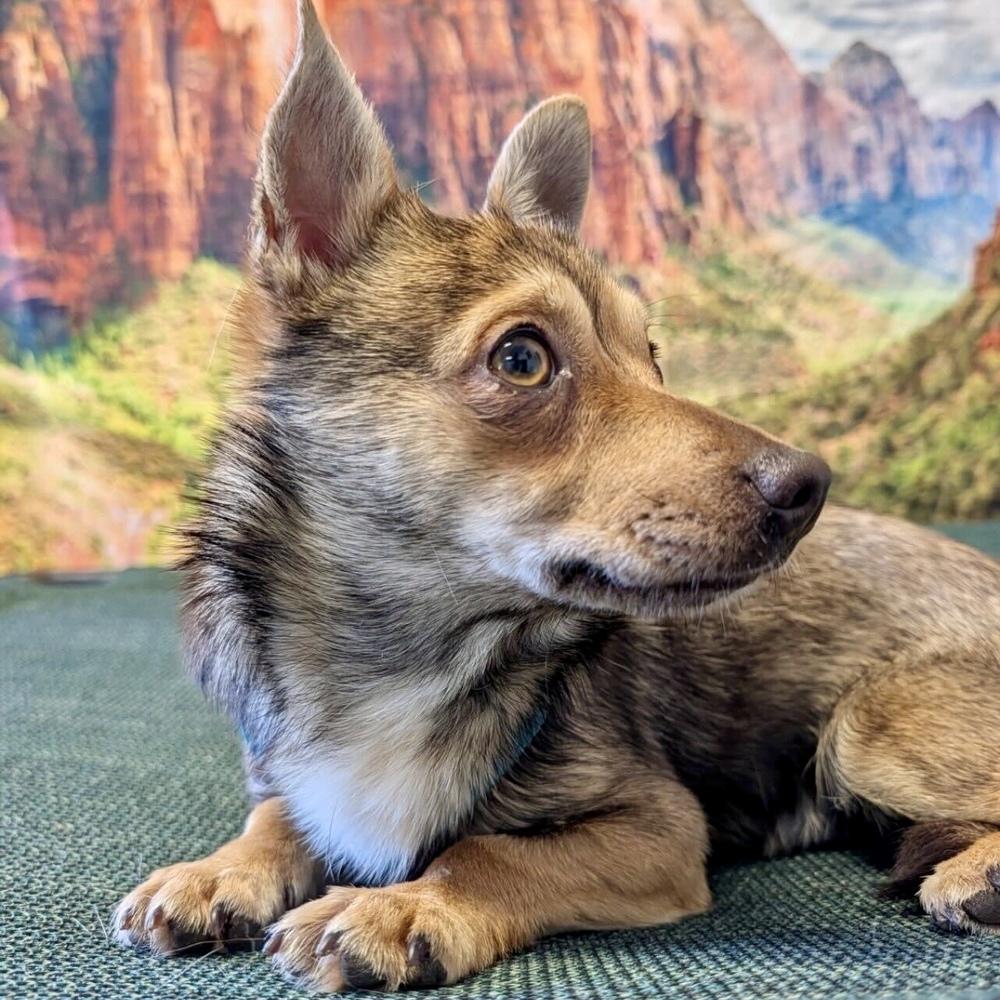 Tigger, a Adoptable mixed breed in Hurricane, UT image 2/6