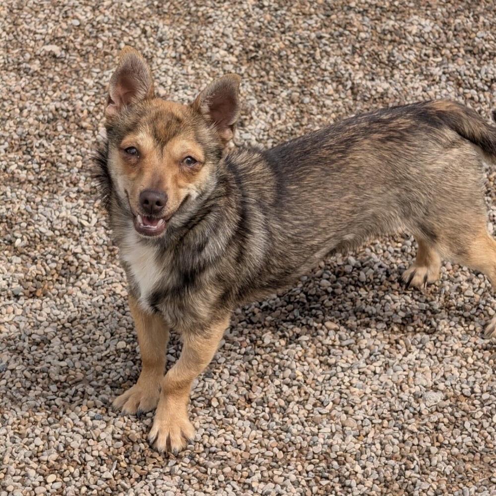 Tigger, a Adoptable mixed breed in Hurricane, UT image 3/6