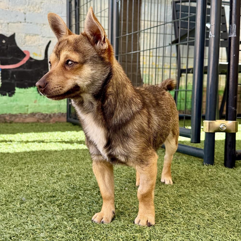 Enlarge Tigger, a Adoptable mixed breed in Hurricane, UT image 5/5