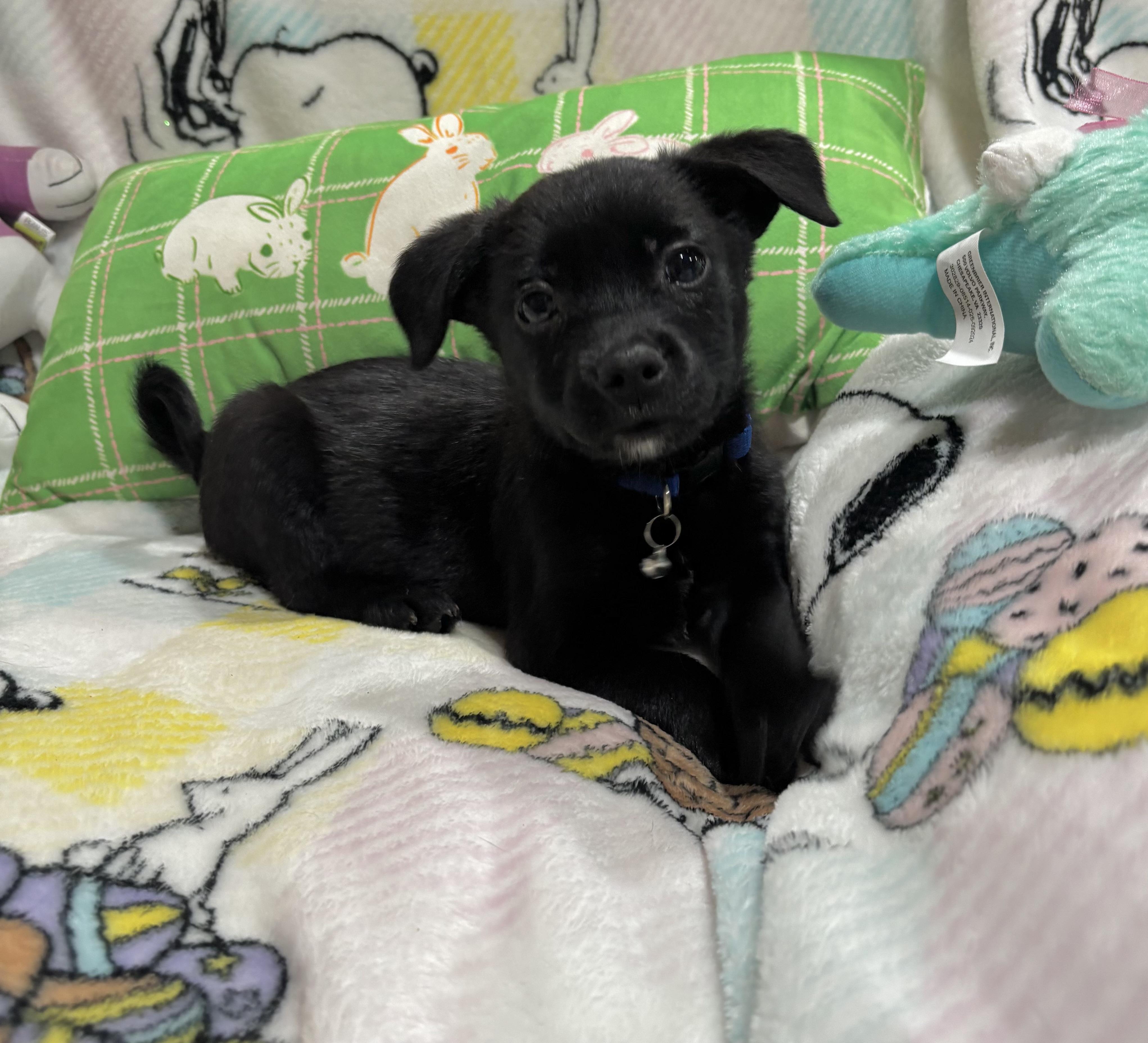 Toad, adopted, Puppy Male Chihuahua & Mixed Breed.