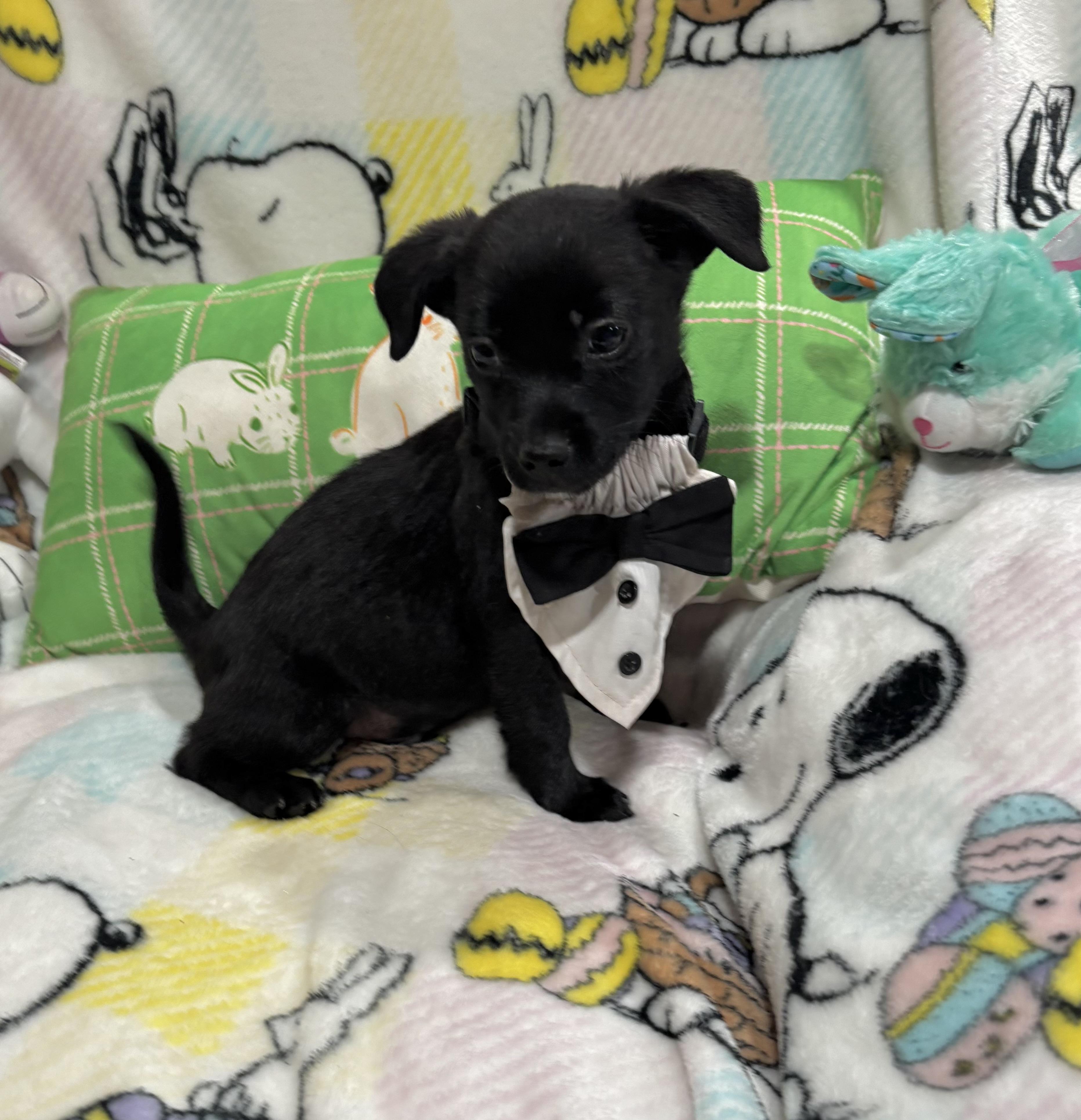 Enlarge Toad, an adopted mixed breed in Foster, OR image 6/6