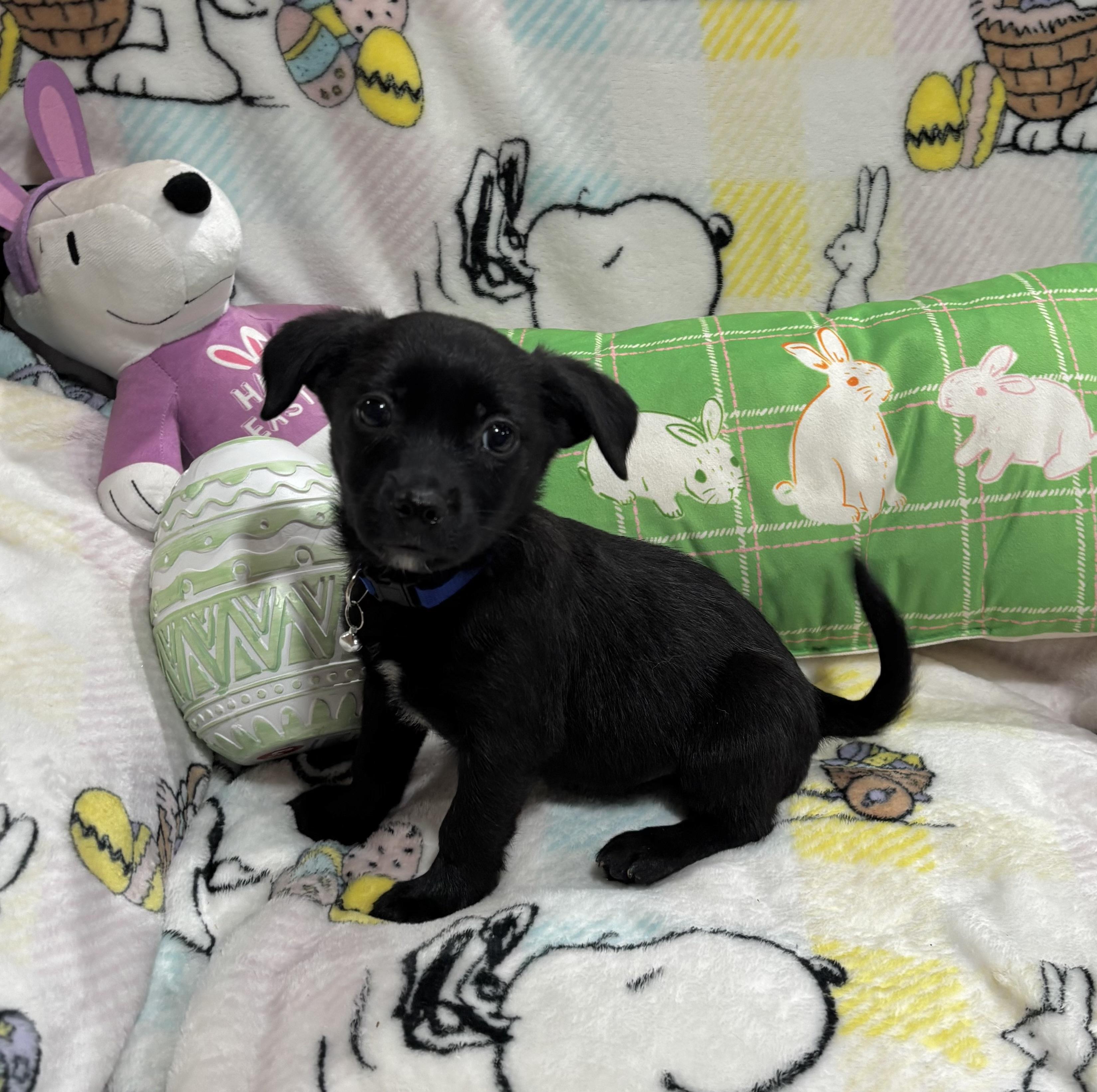 Enlarge Toad, an adopted mixed breed in Foster, OR image 3/6