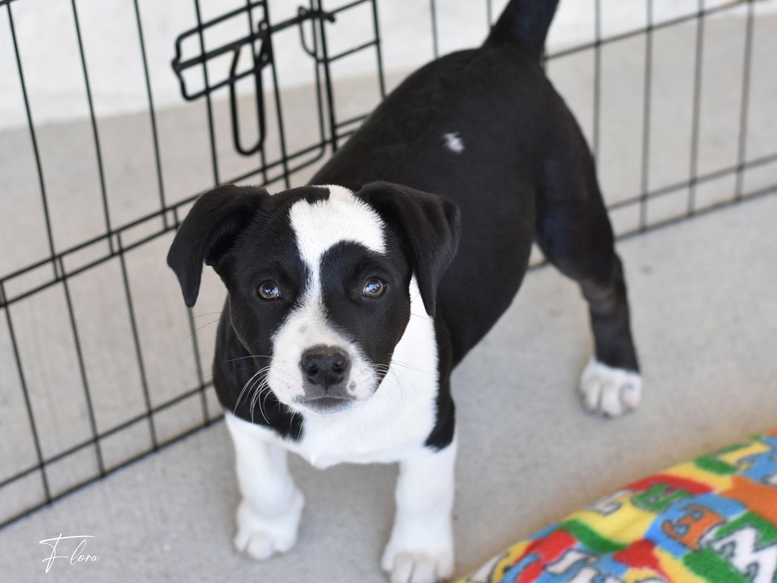 Enlarge Flora, a Adoptable mixed breed in Montgomery, TX image 1/3